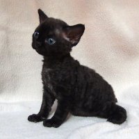 Red Hot Chili - Devon Rex kenel