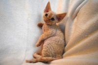 Red Hot Chili - Devon Rex kenel