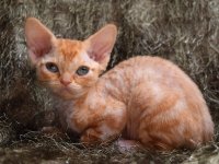 Red Hot Chili - Devon Rex kenel