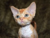 Red Hot Chili - Devon Rex kenel