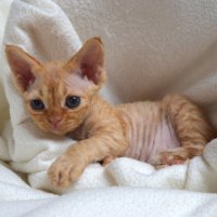 Red Hot Chili - Devon Rex kenel