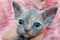 Red Hot Chili - Devon Rex kenel