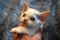 Red Hot Chili - Devon Rex kenel