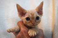 Red Hot Chili - Devon Rex kenel