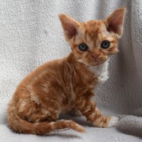 Red Hot Chili - Devon Rex kenel