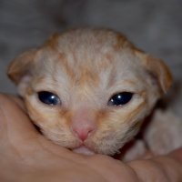 Red Hot Chili - Devon Rex kenel