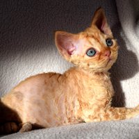 Red Hot Chili - Devon Rex kenel