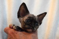 Red Hot Chili - Devon Rex kenel