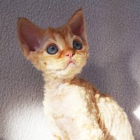 Red Hot Chili - Devon Rex kenel