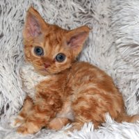 Red Hot Chili - Devon Rex kenel