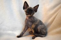 Red Hot Chili - Devon Rex kenel