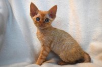 Red Hot Chili - Devon Rex kenel