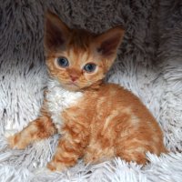 Red Hot Chili - Devon Rex kenel