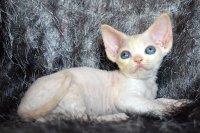 Red Hot Chili - Devon Rex kenel