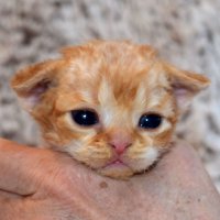 Red Hot Chili - Devon Rex kenel