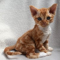 Red Hot Chili - Devon Rex kenel