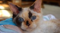 Red Hot Chili - Devon Rex kenel