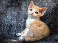 Red Hot Chili - Devon Rex kenel