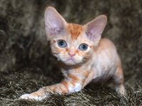 Red Hot Chili - Devon Rex kenel