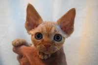 Red Hot Chili - Devon Rex kenel