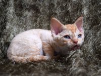 Red Hot Chili - Devon Rex kenel