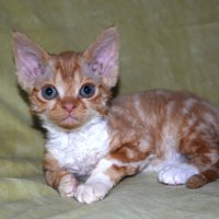 Red Hot Chili - Devon Rex kenel