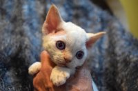 Red Hot Chili - Devon Rex kenel