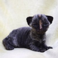 Red Hot Chili - Devon Rex kenel