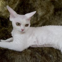 Red Hot Chili - Devon Rex kenel