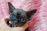 Red Hot Chili - Devon Rex kenel