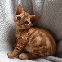 Red Hot Chili - Devon Rex kenel