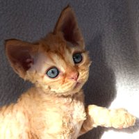 Red Hot Chili - Devon Rex kenel