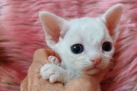 Red Hot Chili - Devon Rex kenel