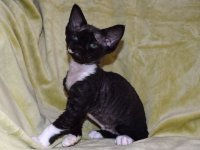 Red Hot Chili - Devon Rex kenel