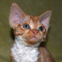 Red Hot Chili - Devon Rex kenel