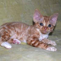 Red Hot Chili - Devon Rex kenel