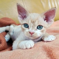 Red Hot Chili - Devon Rex kenel