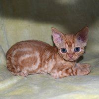 Red Hot Chili - Devon Rex kenel