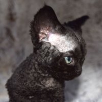 Red Hot Chili - Devon Rex kenel