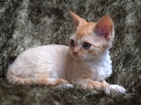 Red Hot Chili - Devon Rex kenel