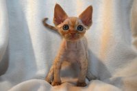 Red Hot Chili - Devon Rex kenel