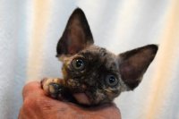 Red Hot Chili - Devon Rex kenel