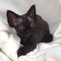 Red Hot Chili - Devon Rex kenel