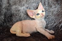 Red Hot Chili - Devon Rex kenel