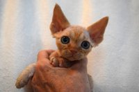 Red Hot Chili - Devon Rex kenel