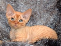 Red Hot Chili - Devon Rex kenel