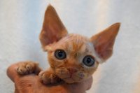 Red Hot Chili - Devon Rex kenel