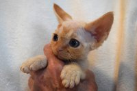 Red Hot Chili - Devon Rex kenel