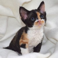 Red Hot Chili - Devon Rex kenel