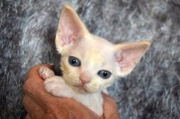 Red Hot Chili - Devon Rex kenel